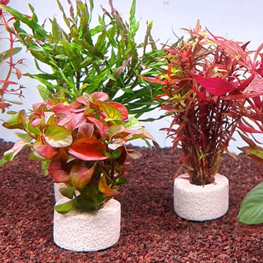 Planted Aquarium Pictures - 10 шт. утяжеленных колец для фиксации