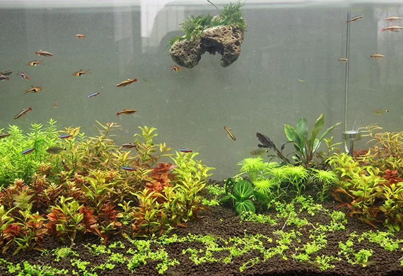 3 шт./партия, плавающие камни  – обзор и цена Aquarium Plants For Sale