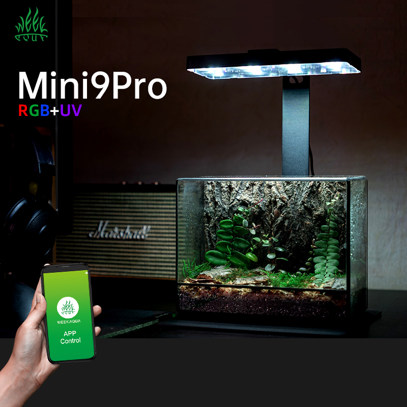 Горячая распродажа: мини-свети – обзор и цена Aquarium Plants For Sale