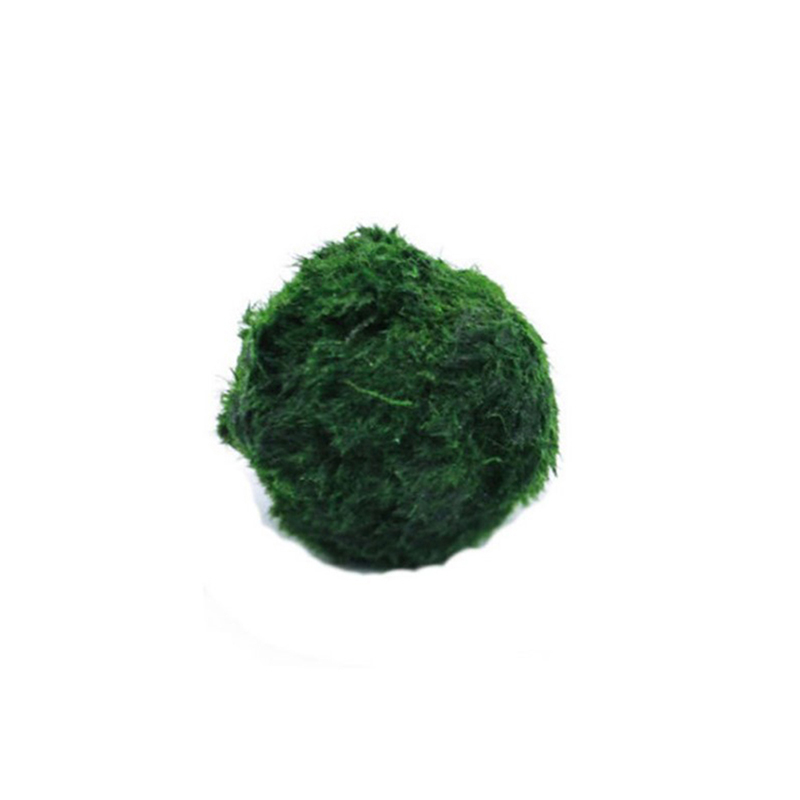 Шарики из мха Marimo, живое ак – обзор и цена Aquarium Plant Roots