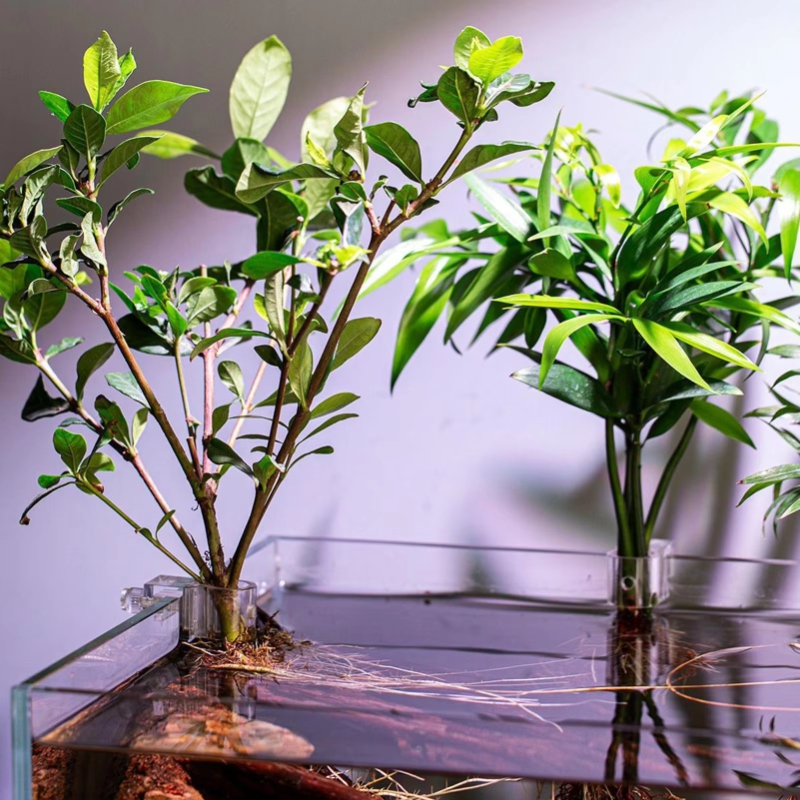 Горячая распродажа: 6 шт. проз – обзор и цена Aquarium Plants For Sale